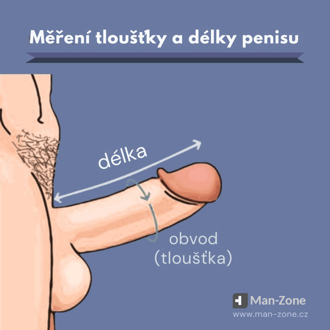 Průměrná délka penisu: Česko vs. Evropa (2025) ilustrace-zobrazuje-jak-se-spravne-meri-delka-a-obvod-penisu-behem-erekce-s-sipkami-a-popisy